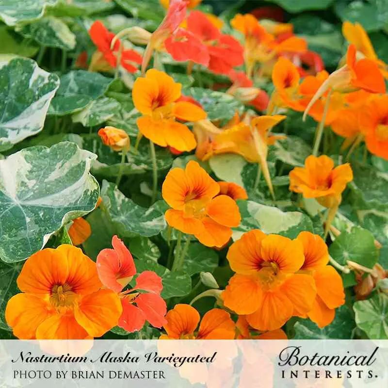 Alaska Variegated Nasturtium Seeds