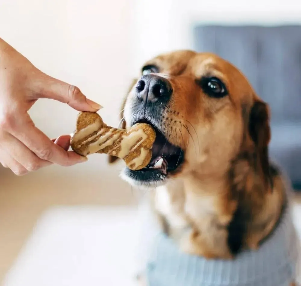 Homepet™️ |Een heerlijke versierde lunch speciaal voor je huisdier!